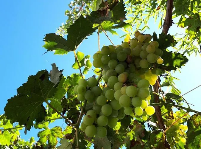 Quetzal, Clim, Jardin Et Parking Perpignan